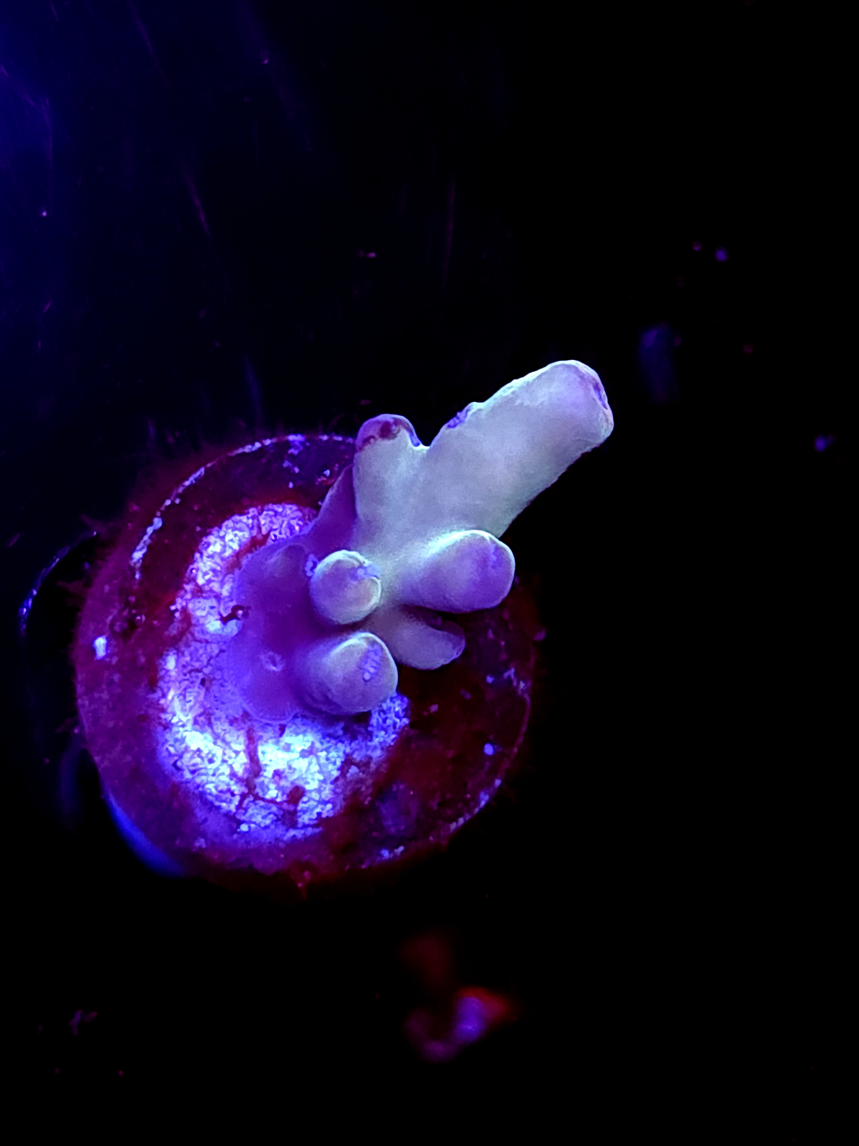 SBB "Abyssal Drip" Acro Small Branch