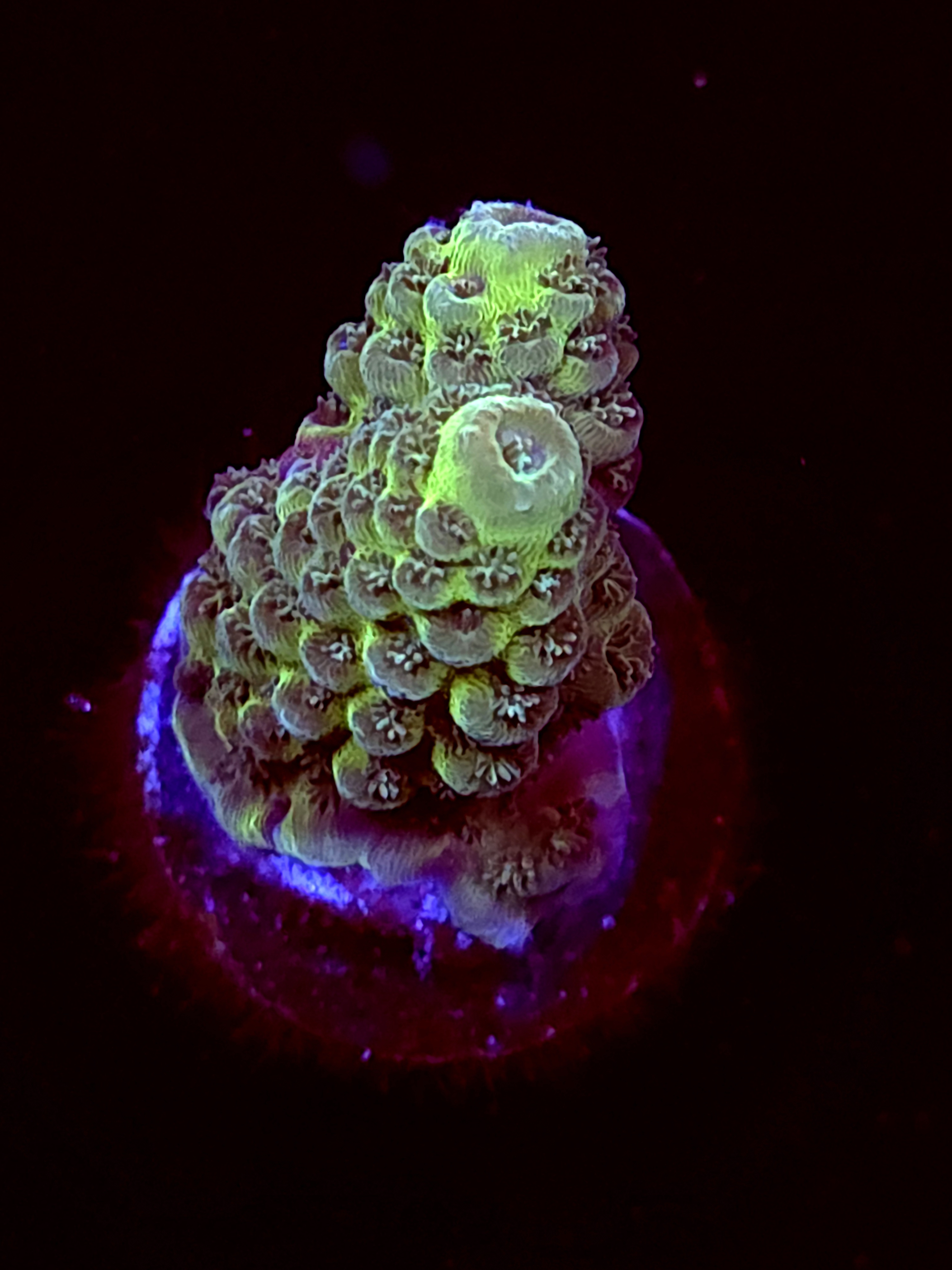 SBB "Marsh Tide" Acro Small 2 Branch