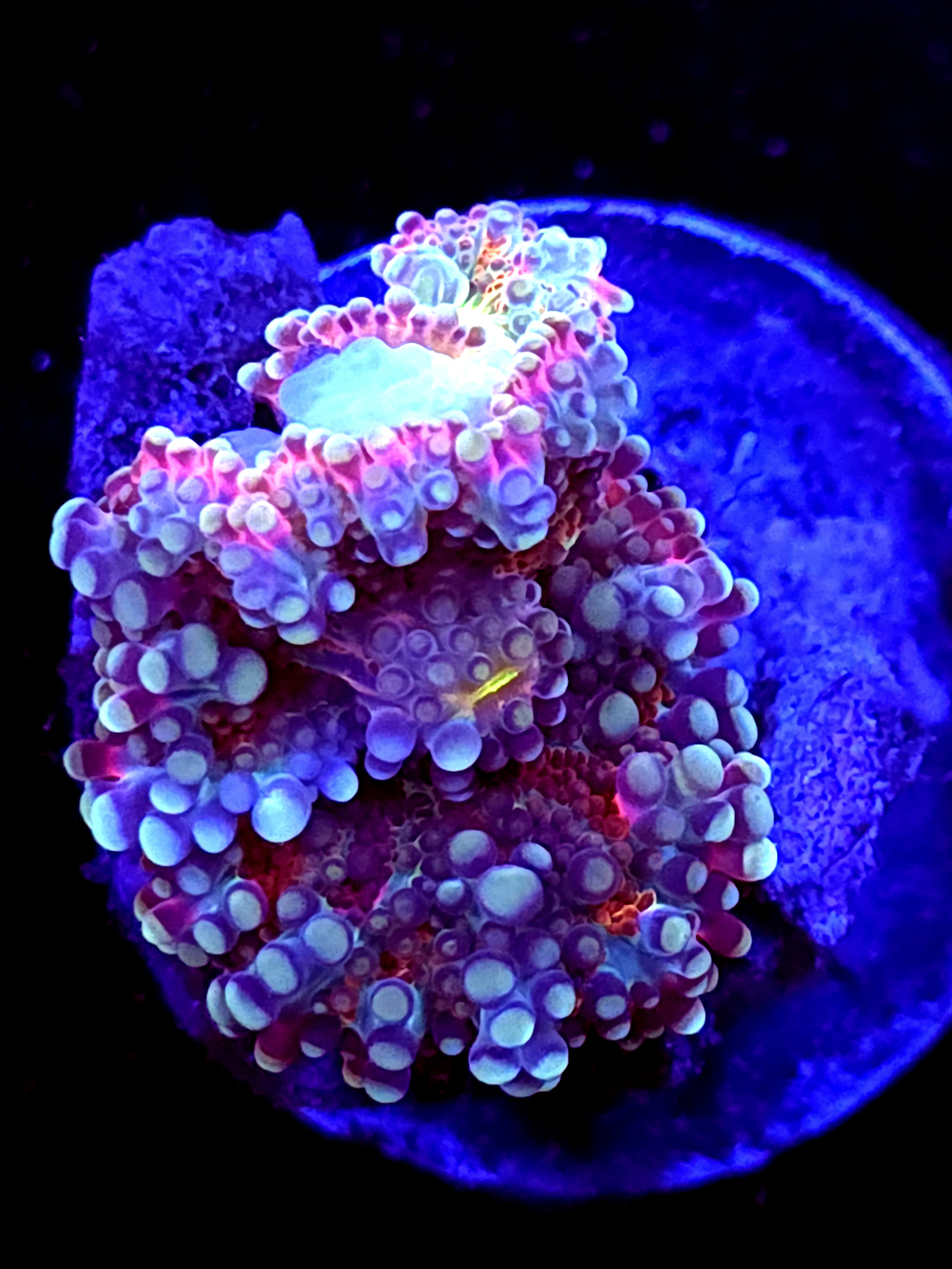 SBB "Midnight" Mushroom Small