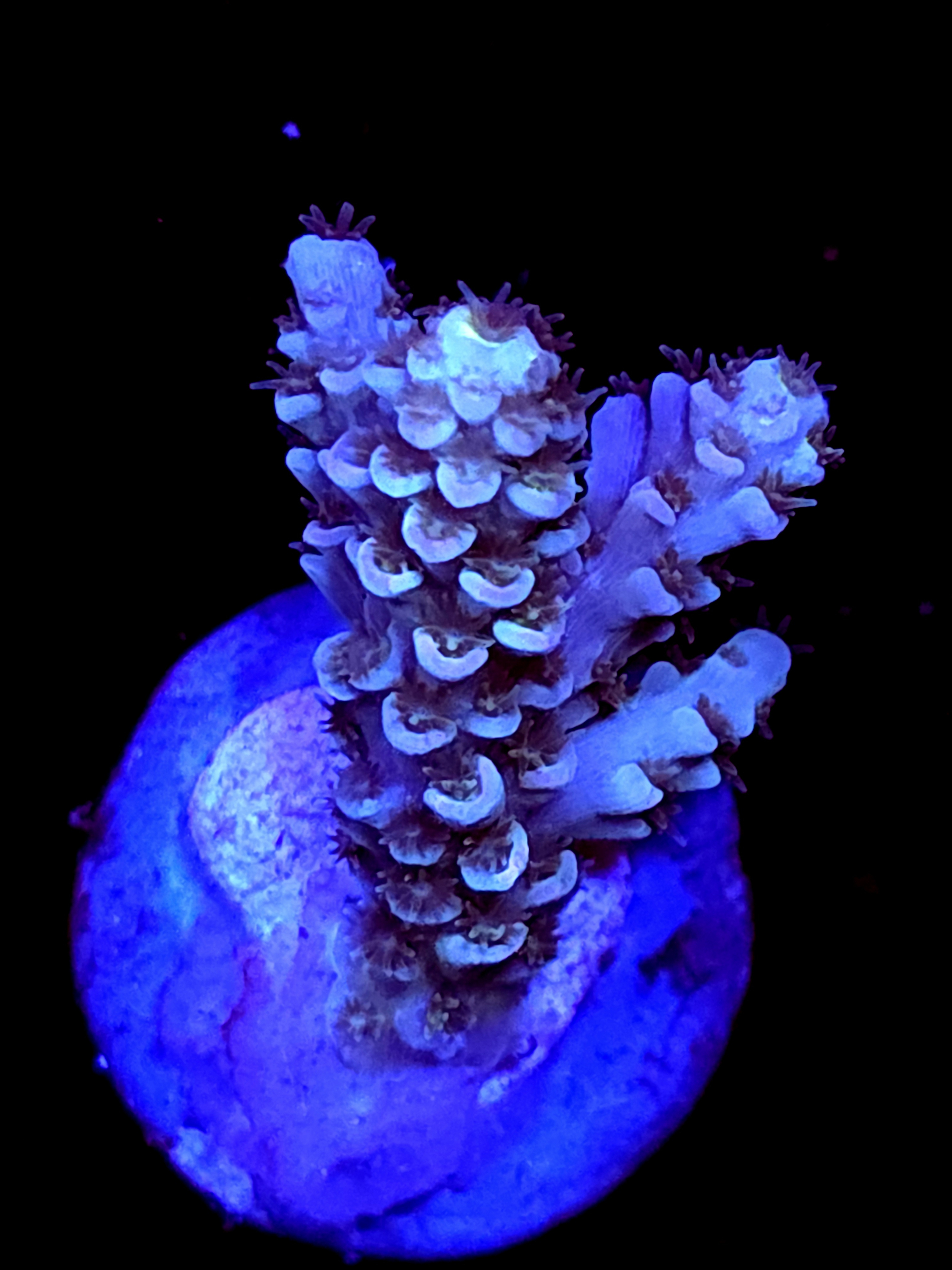 SBB "Phantom Rift" Acro Medium 3 Branch