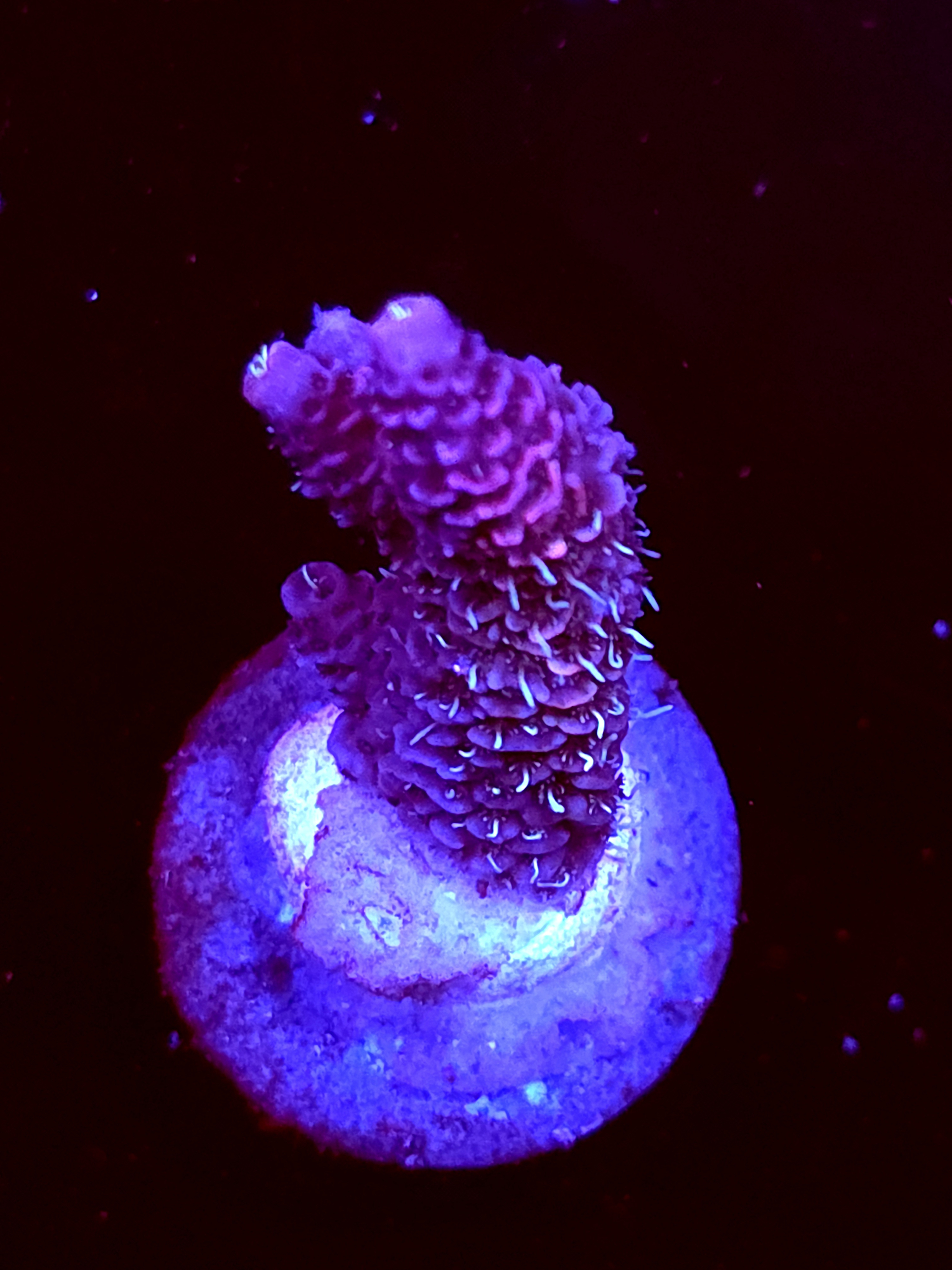 SBB "Fudge Drip" Acro Medium Branch