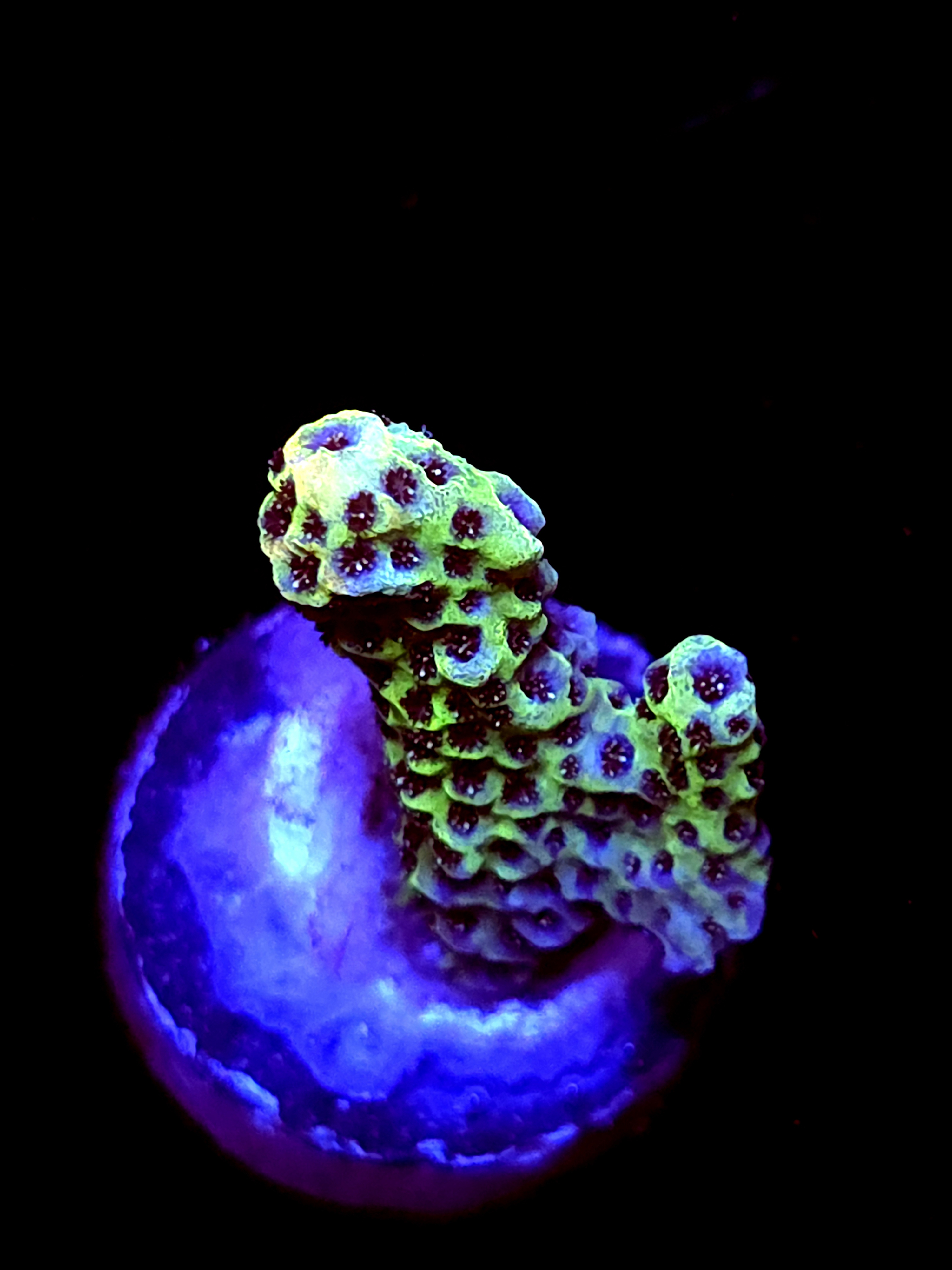 SBB "Lollipop Reef" Acro Small