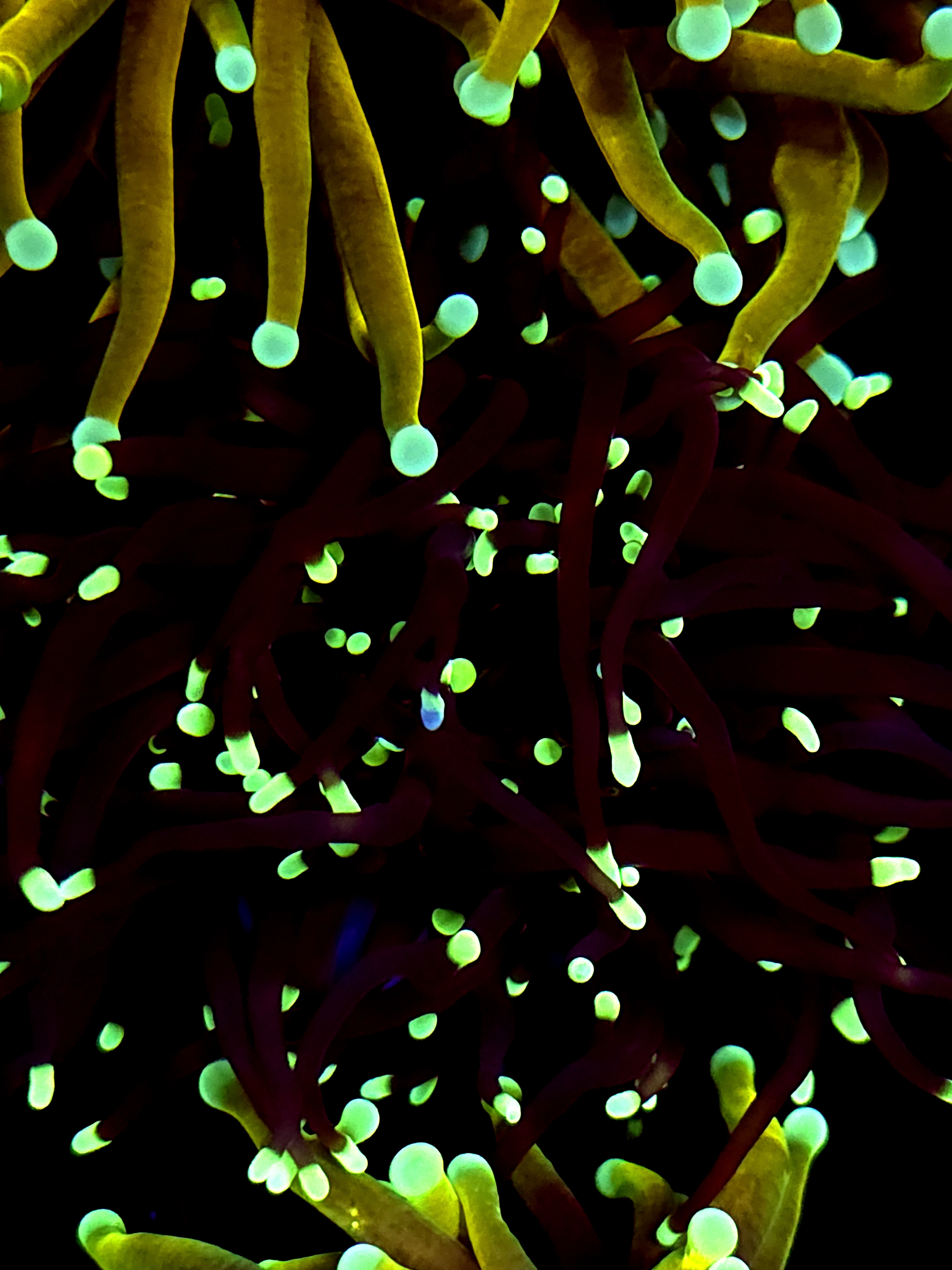 SBB " Black Panther" Torch